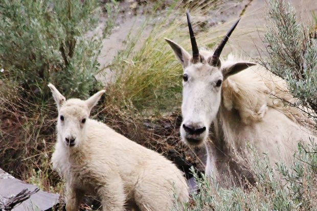 Mountain goats